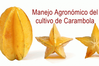 arboles de centroamerica un manual para extensionistas pdf